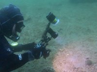 Erdek Körfezi'nde "denizlerin doğal filtresi" genç pinalara rastlandı
