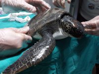Hayalet ağa dolanan kaplumbağa tedaviye alındı