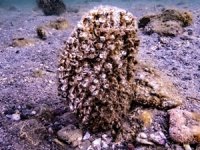 Pinalar Akdeniz ve Ege'de yeniden görüldü