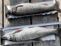 Balık boy limitine uymayan satıcılara ceza