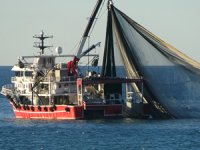 Hava sıcaklıkları deniz suyunu etkiledi, hamsi Gürcistan'a kaçtı