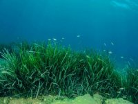 Karadeniz'de deniz çayırlarının haritalandırılacağı proje toplantısının sonuç bildirgesi açıklandı