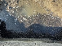 Menfezdeki su birikintisinde mahsur kalan binlerce yavru balık kurtarıldı