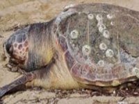 Ölü Caretta Caretta sahilde bulundu