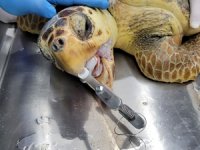 Antalya'da yaralı caretta caretta kurtarıldı