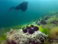 Norveç'te deniz kestanelerinin yosun ormanlarındaki istilası görüntülendi