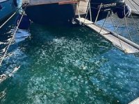 Marmara Denizi'nde denizanası popülasyonu arttı