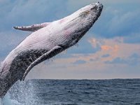 Bilim insanları, balina şarkılarının gizemini çözdü