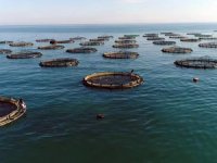 Su ürünleri yetiştiriciliğine 125,3 milyonluk destek