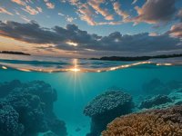 Yeni Zelanda'da çok sayıda yeni okyanus canlısı türü keşfedildi