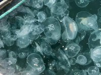 Sarayburnu’ndan Bakırköy’e denizanası istilası