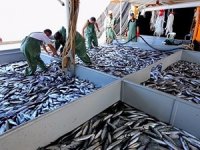 Yunanistan’a balık ihracatı yapacak Türk üreticiler aranıyor!
