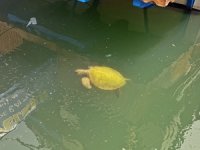 Balıkçılar deniz kaplumbağaları konusunda bilinçlendiriliyor