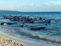 Avustralya'da karaya vuran 160 balinadan 26'sı öldü