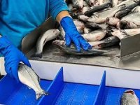 Su ürünleri ihracatında ilk çeyrekte artış