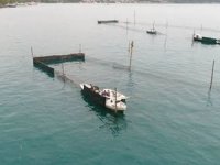 Balıkçılar dalyanlara isyan etti