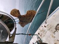 Ağlara takılan kalkan balıkları yaşam alanına geri döndü