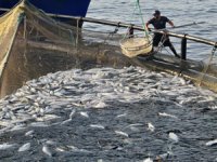 Doğal liman kenti Sinop'ta, geçen yıl 27 bin ton Türk somonu üretildi