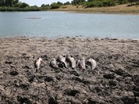 Edirne'de balık ölümleriyle ilgili inceleme başlatıldı