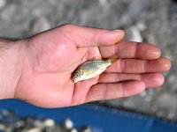 Kayseri'de 16 göl ve gölete 1,5 milyon yavru balık bırakıldı