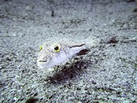 İklim değişikliği mavi yengeç ve balon balığının Karadeniz'e gelmesine neden oluyor