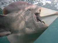 Köpek balığı ve vatozların korunması için çalışma başlatıldı