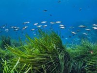 Karadeniz'deki deniz çayırlarının uyumlarının artırılması için proje hazırlandı