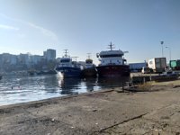 Akçakoca'da hamsi bolluğu