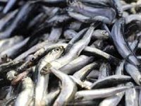 Son 10 yılda 1 milyon 689 bin 98 ton hamsi avlandı