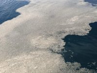 Çanakkale Boğazı'nda müsilaj artmaya başladı