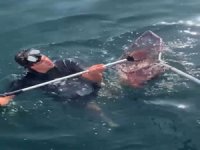 Denizden kedi kurtarma operasyonu