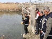 İnci kefali görsel şölene hazırlanıyor