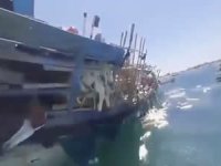 Yemen'de alabora olan gemiden koyun kurtarma operasonu