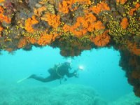 Sualtı cenneti Seferhisar dalış turizmiyle parlıyor