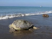 Tedavi edilen 50 caretta carettayı yeniden denizle buluşacak