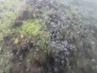 Karadeniz sahillerini denizanaları bastı