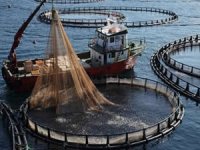 Bodrum’da oteller balık çiftliklerine dava açıyor
