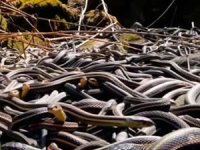 Yeryüzünün en tehlikeli adası: Kimse giremiyor