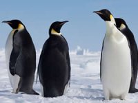 Antarktika’da imparator penguen nüfusu düşüyor