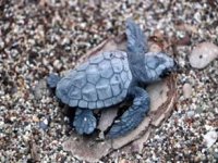 Çıralı'da caretta yavrularının zorlu yolculuğu başladı