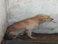 Denize girdiği için şikayet edilen Ares adlı köpek öldü
