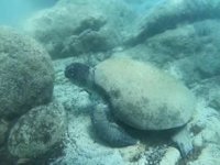 Caretta carettaların ısırma nedeni ortaya çıktı!