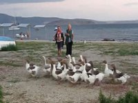 Denize girdikleri için ceza alan kazlara şartlı tahliye kararı!