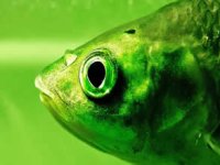 Bilim insanları yanlışlıkla yeni bir balık türü yarattı