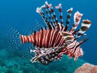 Bilim adamlarından istilacı aslan balığına yakın takip