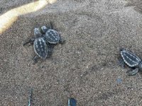 20 yılda 270 bin kaplumbağa yavrusu denizle buluştu