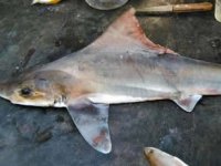 Nesli tükendiği sanılıyordu... 50 yıl sonra ilk kez görüldü