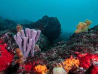 Derinlerdeki mercan bahçeleri büyülüyor