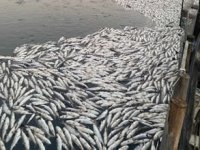 Dalyan’da balık havuzlarında ihmal iddiası!