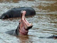 Fildişi Sahili’nde su aygırı faciası: 11 kişi kayıp